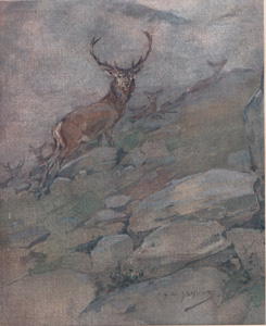 Deer Stalking: a 'royal'